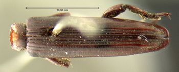 Media type: image;   Entomology 19651 Aspect: habitus dorsal view